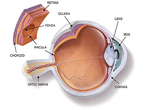 Cross-section of the Eyeball